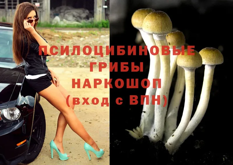 Псилоцибиновые грибы Psilocybine cubensis  Лысково 